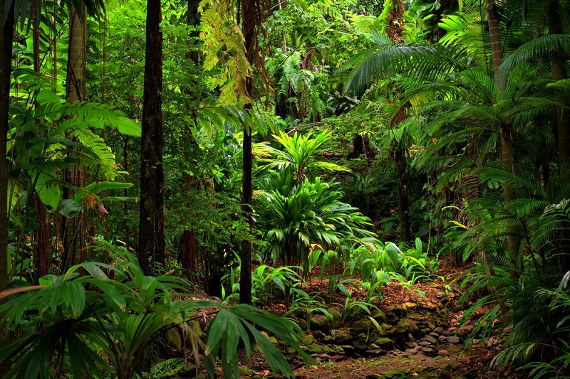 Daintree National Park, Queensland