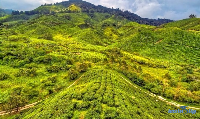 Cameron Highlands - Malaysia