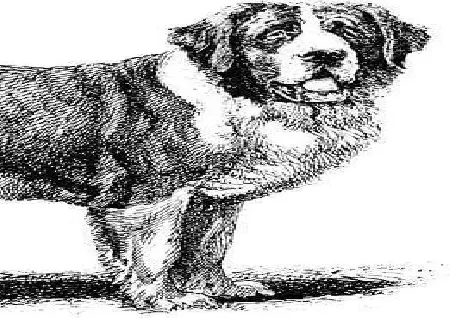 ''A Dog's Tale'' Short Story by Mark Twain - Short Stories