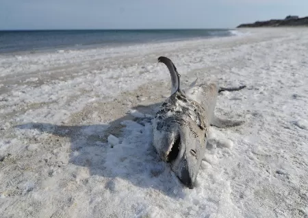 A frozen shark washed ashore on a beach in Cape Cod