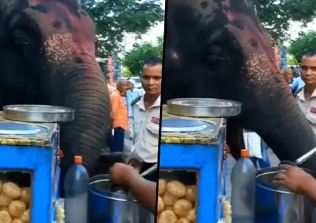 An elephant eats a 'pani puri' on the street.Netizens are delighted.