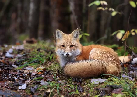 In Woodcreek, a fox with rabies was found