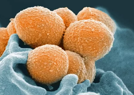 Images of Bacteria Research